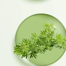 Artemisia Capillaris Extract