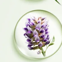 Glycyrrhiza Inflata