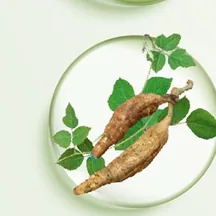 Pueraria Mirifica Root Extract