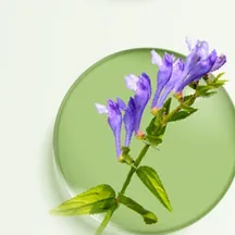 Scutellaria Baicalensis